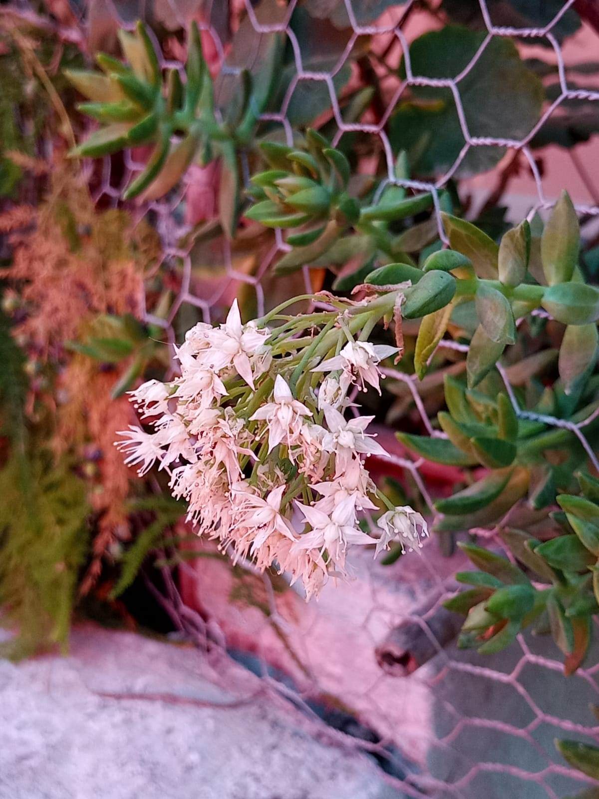 Sedum adolphii